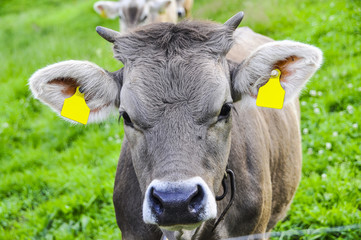 A cow with a tag and a bell grazing in the mountains on a green meadow