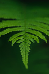 Green fern leaf on dark background