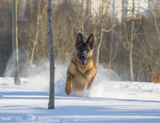 German Shepherd plays in the snow