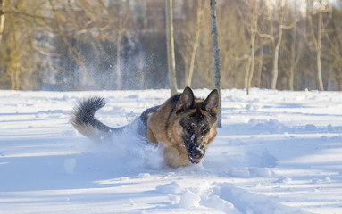 German Shepherd plays in the snow
