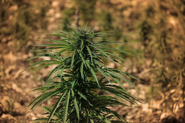 Cannabis