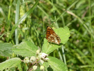 brown butterfly on a leaf