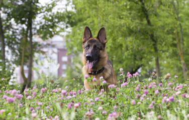 German shepherd play in the summer park