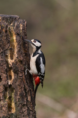 Picchio rosso maggiore maschio (Dendrocopos major)