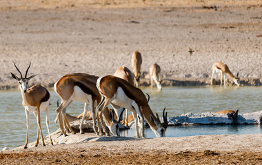 Fototapeta na wymiar Springbok - breakfast in Etosha, Namibia