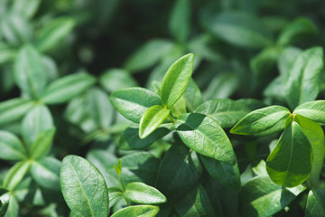 Vinca plant green leaves in sunlight