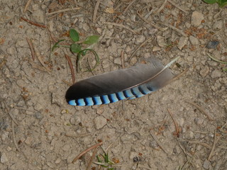 feather of a jay