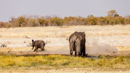 Fototapeta na wymiar Catch Me If You Can - mother and baby elephant play in waterhole in Etosha, Namibia