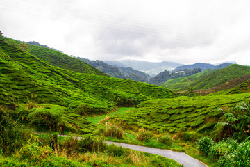 Fototapeta na wymiar Tea plantations, Cameron Highlands, Pahang, Malaysia