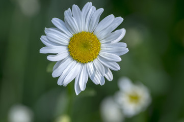 Leucanthemum vulgare meadows wild flower with white petals and yellow center in bloom, macro detail