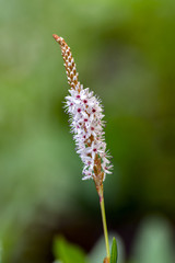 Persicaria affinis small pink white flowers on one stem in bloom