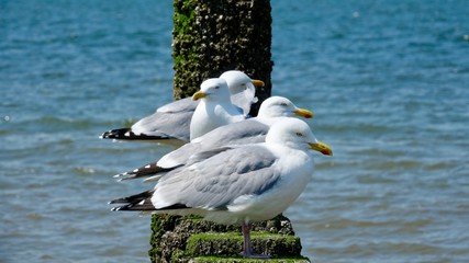Seemöwen auf Wellenbrechern aus Holzstämmen