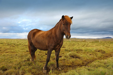 Naklejka na ściany i meble Beautiful Icelandic horse grazing in the field