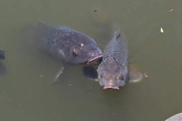 かーぷぎゃるってかんじ