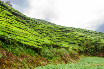 Tea plantations, Cameron Highlands, Pahang, Malaysia