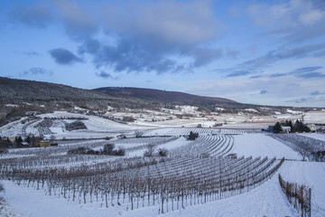 Fototapeta na wymiar winter vineyards landscape