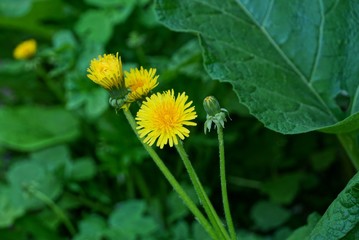 yellow dandelion flowers among green leaves in the open air