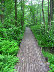 Obraz premium 中瀬沼探勝路（福島県・裏磐梯）