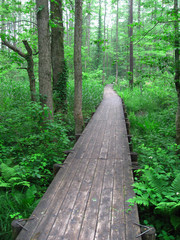 中瀬沼探勝路（福島県・裏磐梯）