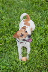 A jack russell terrier dog in a brown collar lies on a green grass with a small yellow ball