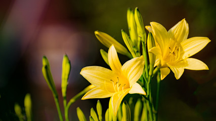 gelbe Blüten der Taglilie
