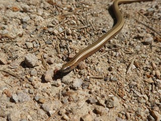 blindworm in the sand