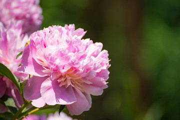 Blüte einer pfingsrose in natürlicher Umgebung