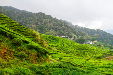 Fototapeta premium Tea plantations, Cameron Highlands, Pahang, Malaysia