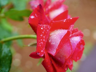 red rose with water drops