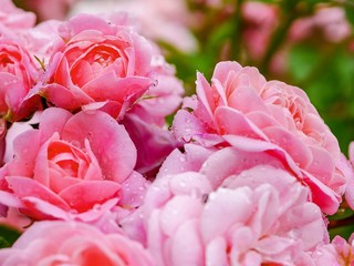 A rose garden on a rainy day