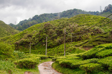 Fototapeta na wymiar Tea plantations, Cameron Highlands, Pahang, Malaysia