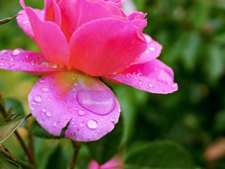 pink rose flower