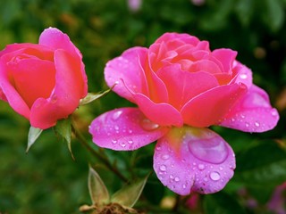 Obraz premium pink rose in garden