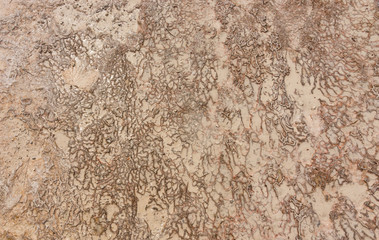Fototapeta na wymiar Rough, winding pattern left by ivy on a stone wall