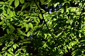 日差し浴びる新緑