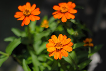 Fototapeta premium オレンジの百日草・ジニア Orange zinnia