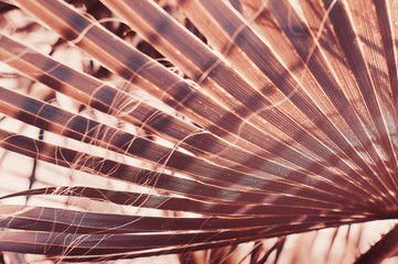 Part of an exotic palm tree leaf, toned image