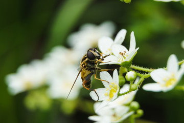 Schwebefliege 4.0