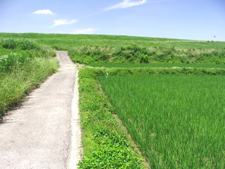 田んぼと農道風景