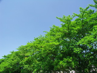 桜並木の若葉と青空