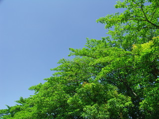 Obraz premium 桜並木の若葉