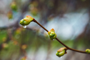 Beautiful linden branches with flowering buds close-up in rain spring time. Picturesque branches of tree in rain weather. Colorful background of buds of leaves of linden with rain drops.