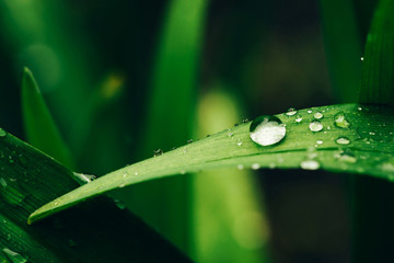 Beautiful vivid shiny green grass with dew drops close-up with copy space. Pure, pleasant, nice greenery with rain drops in sunlight in macro. Background from green textured plants in rain weather.