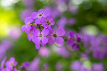 Fototapeta na wymiar Close up of purple flowers of aubretia with green background selective focus