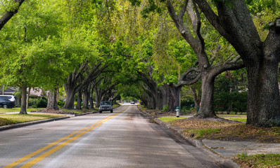 Fototapeta na wymiar Rows of old trees over the road.