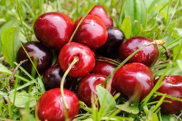 ripe sweet cherry on green grass