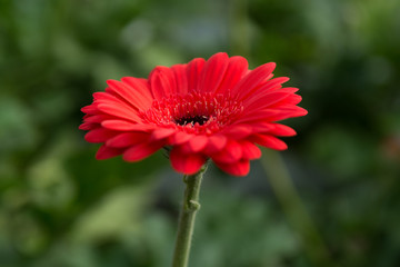 beautiful pink lily In garden with water drop, fog, lily flower fresh color in morning.