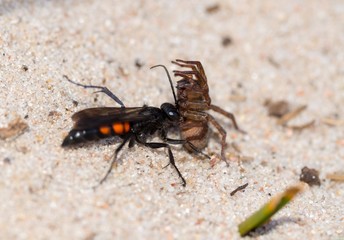 Frühlings-Wegwespe (Anoplius viaticus) mit erbeuteter Wolfspinne (Lycosidae), Naturschutzgebiet Dünenheide, Insel Hiddensee, Mecklenburg-Vorpommern, Deutschland, Europa 