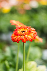 beautiful pink lily In garden with water drop, fog, lily flower fresh color in morning.