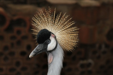 Fototapeta premium Crane